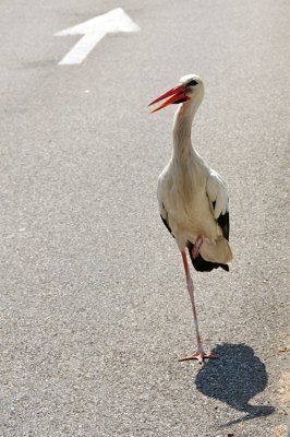 What's up _4850225848_l.jpg